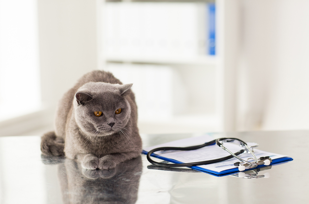 What to Expect | All About Cats | Las Vegas, NV Cat Veterinarian