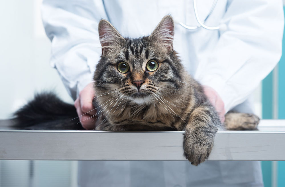 cat being examined by a veterinarian