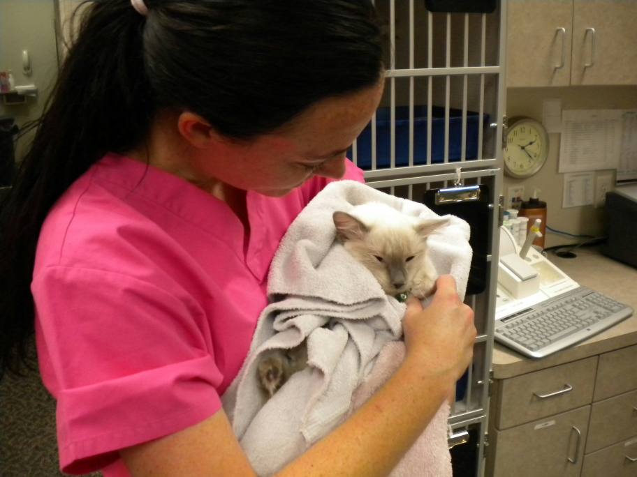 Veterinarian In Las Vegas All About Cats Veterinary Hospital NV USA