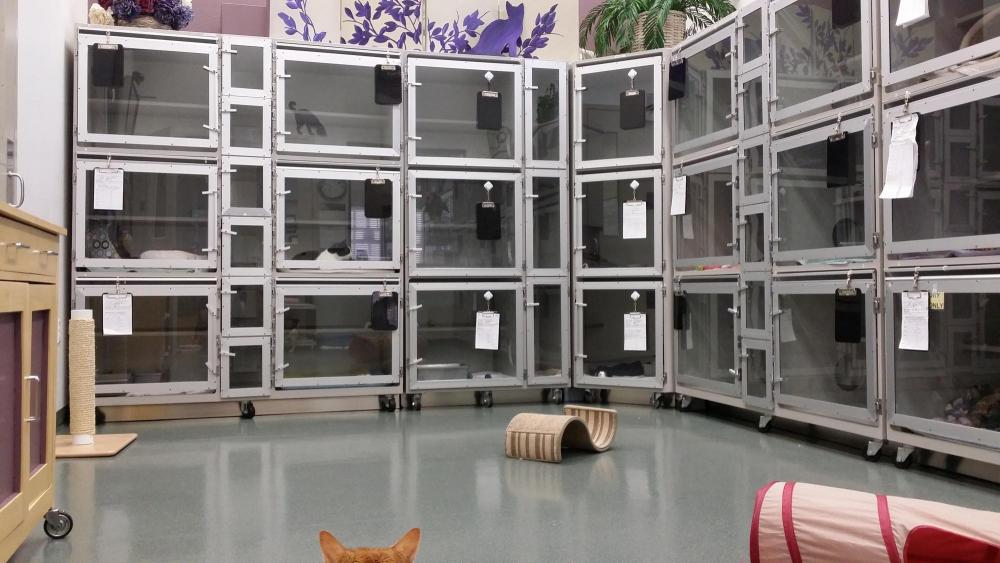 Tour Our Cat Hospital | All About Cats Veterinarian Hospital