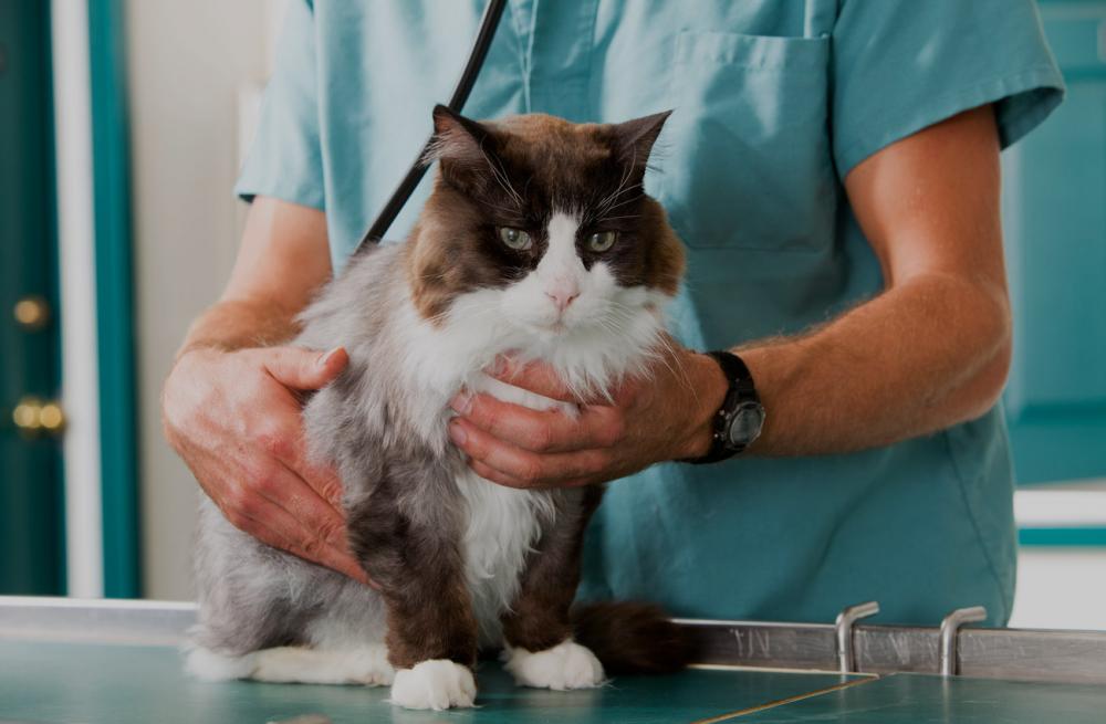 Cat who just went through surgery
