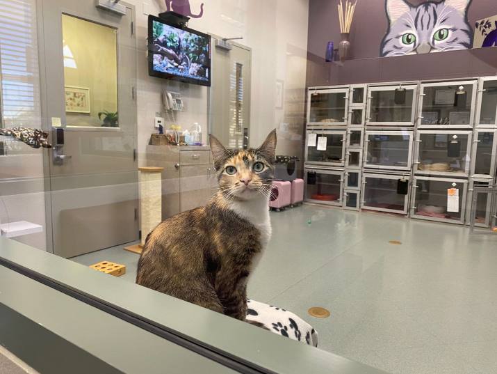 Tour Our Cat Hospital Cat Veterinarian in Las Vegas, NV All About